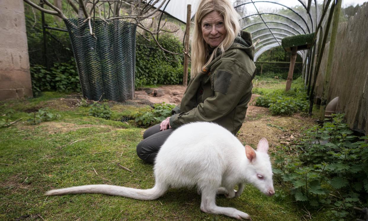 <span>Lindsay McKenna of Wildside Exotic Rescue with a rescued wallaby.</span><span>Photograph: Sean Smith/The Guardian</span>