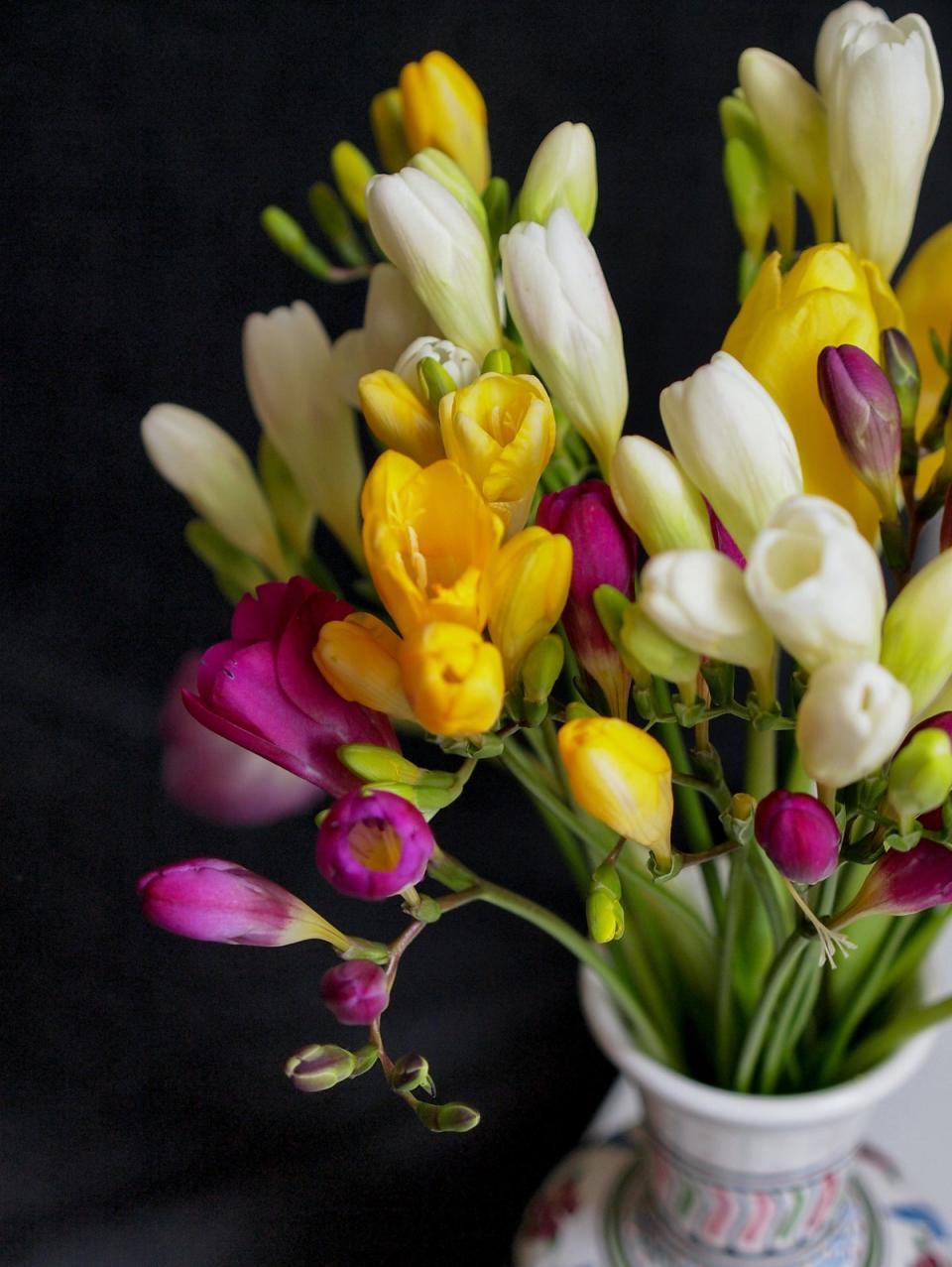 Freesias are a lovely choice for Aquarians (Krisztina Papp / Pexels)