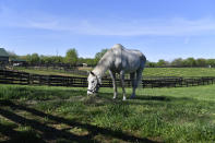 Silver Charm, the 1997 Kentucky Derby winner eats his breakfast at Old Friends Farm in Georgetown, Ky., Thursday, April 18, 2024. Silver Charm the oldest living Derby winner at the age of 30, lives his life of retirement at the farm dedicated to retired thoroughbred race horses. (AP Photo/Timothy D. Easley)