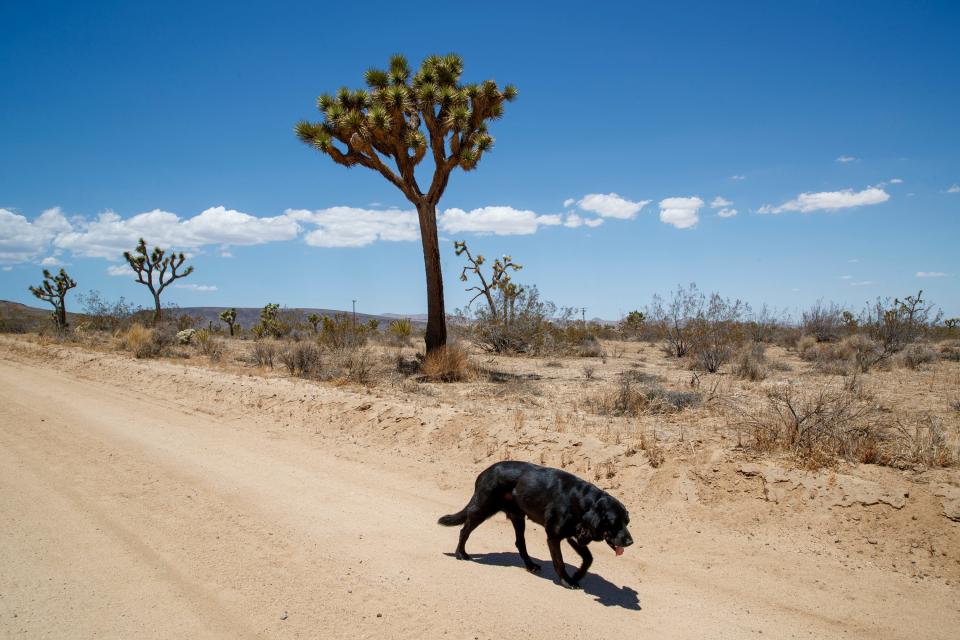 Koda, a black lab, walks behind Jeff Eamer near Joey's Home Animal Rescue in Yucca Valley, Calif., on June 29, 2022.