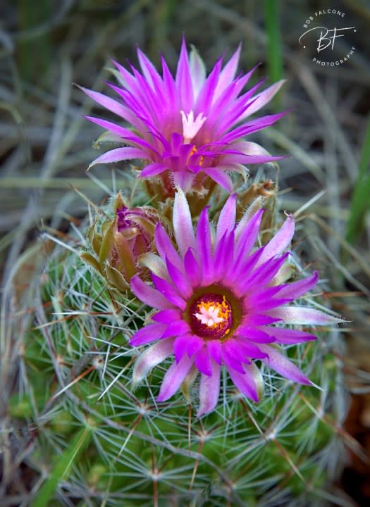 Cacti Flowers. Courtesy: Bob Falcone