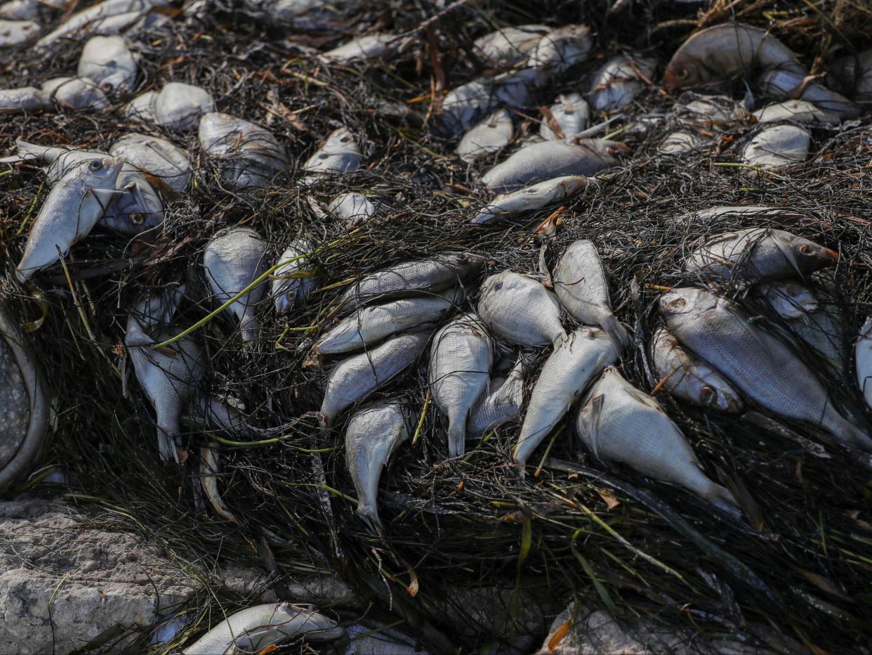 Fish washed up in St Petersburg, Florida (AP)