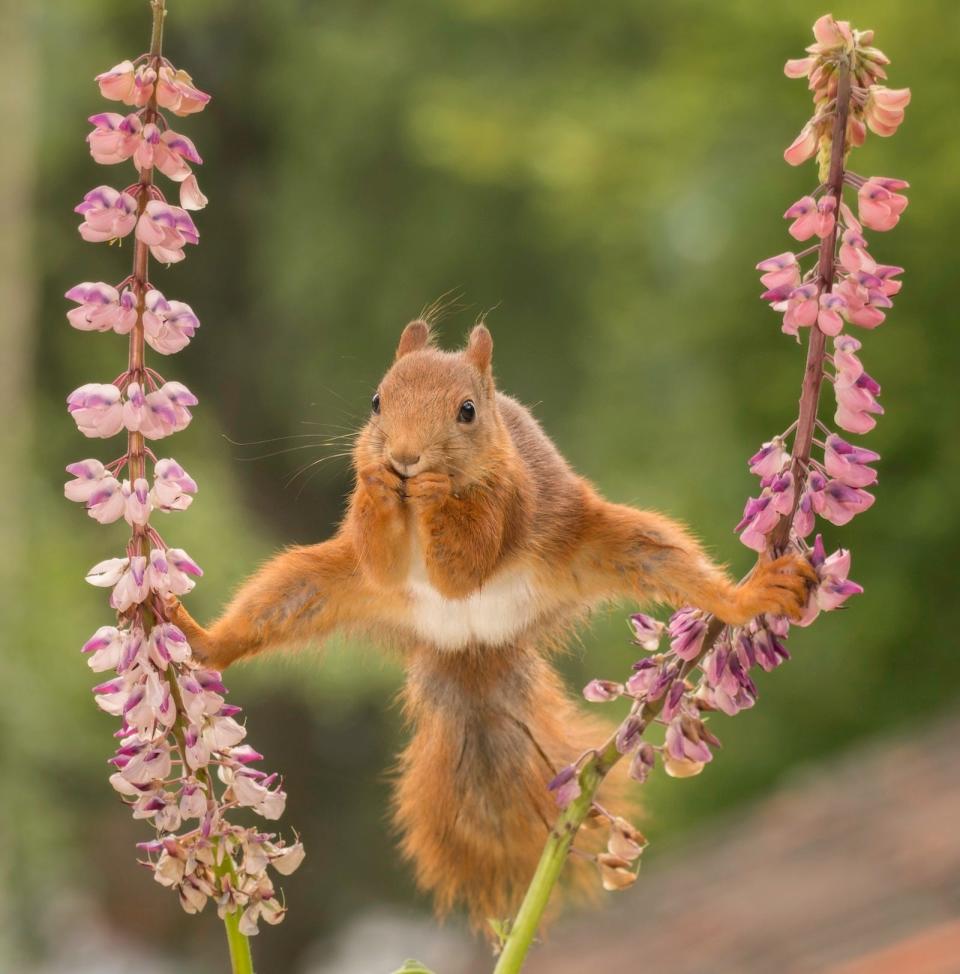 "Split" by Geert Weggen. A squirrel stands on two flowers.