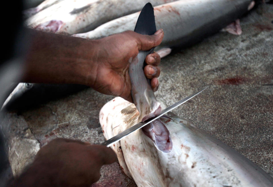 Beim sogenannten „Finning“-Verfahren werden Haien die Flossen abgeschnitten – oft bei lebendigem Leib. (Bild: AP Photo)