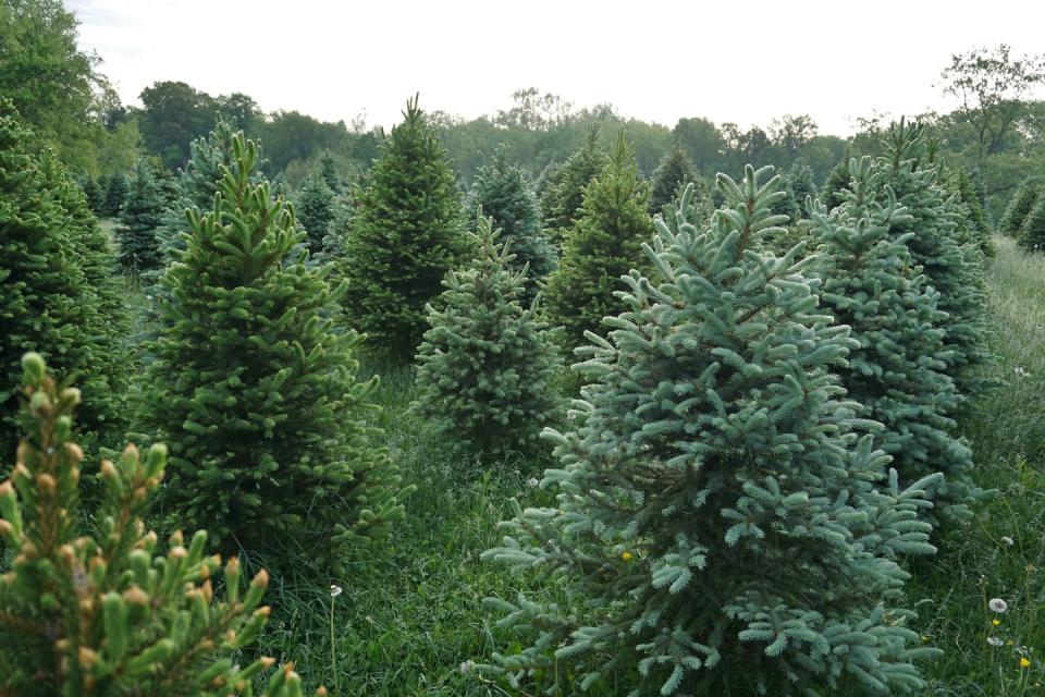 Alabama: Fish River Trees Christmas Tree Farm