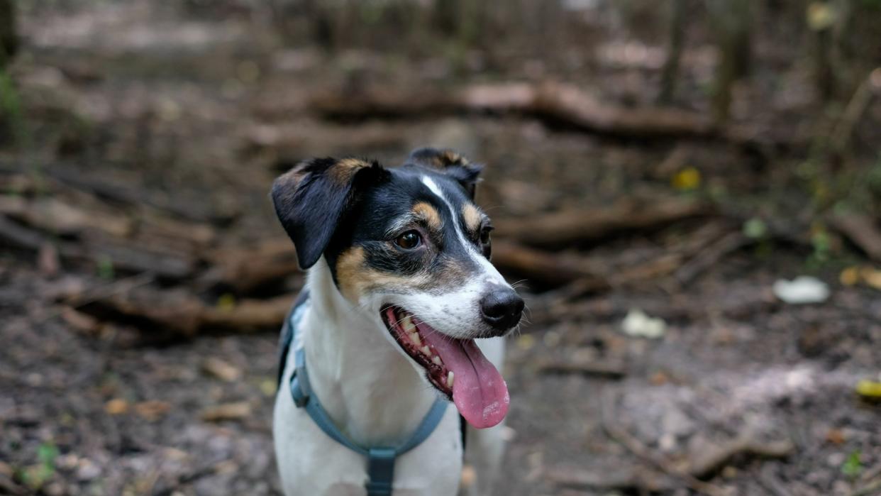 Fox terrier dog