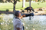 This image released by National Geographic shows Christian Cooper with Bond, a trained Harris' Hawk, at a park in Palm Desert, Calif., during the filming of “Extraordinary Birder with Christian Cooper." (Jon Kroll/National Geographic via AP)