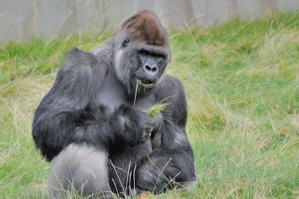 Gorilla aged 27 dies at Longleat Safari Park