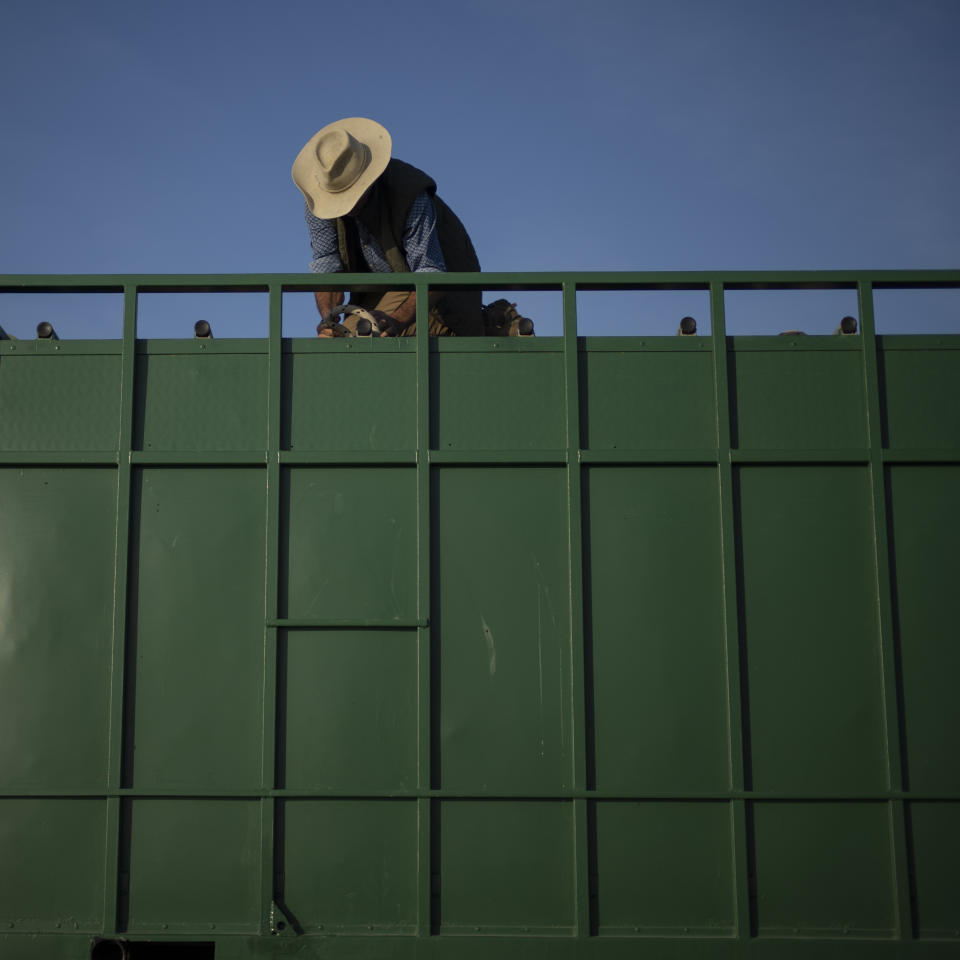 Rancher Jean-Claude Groul wrangles Camargue bulls set to participate in the traditional Aigues-Mortes festivities into his truck in Camargue, southern France, Oct. 11, 2022. (AP Photo/Daniel Cole)