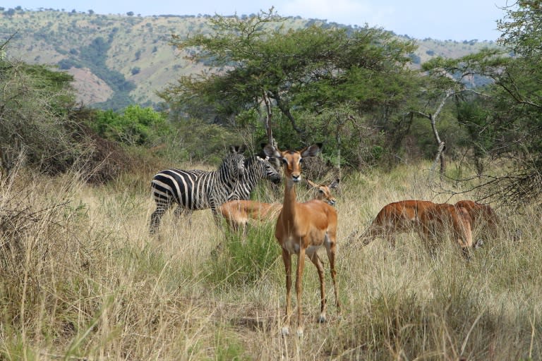 Antelope and zebra photographed on July 1, 2015 in the Akagera National Park in the east of Rwanda