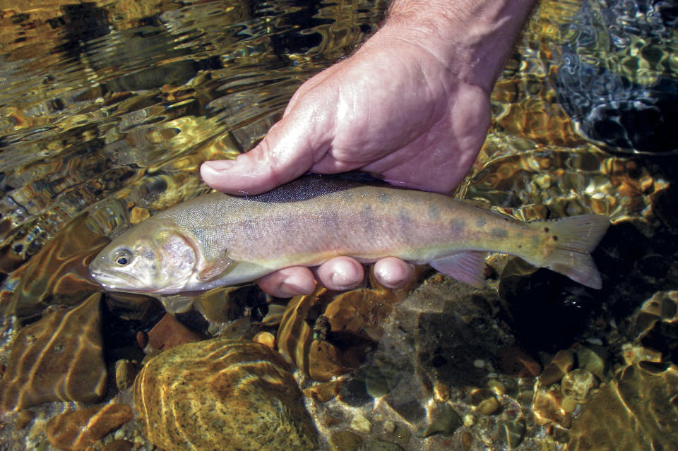 This undated photo provided by the California Department of Fish and Wildlife shows a Paiute cutthroat trout. For the first time in nearly a century, the California trout species will swim in a mountain creek that is its native habitat, marking a major milestone that conservationists hope will lead to a thriving population and removal of its threatened status. About 30 Paiute cutthroat trout will be plucked Wednesday, Sept. 18, 2019 from Coyote Valley Creek and hauled in cans strapped to pack mules about two miles (3.2 kilometers) to be dumped back into a stretch Silver King Creek in Alpine County's Long Valley, where the shimmering species glided through the cold water for thousands of years. (California Department of Fish and Wildlife via AP)