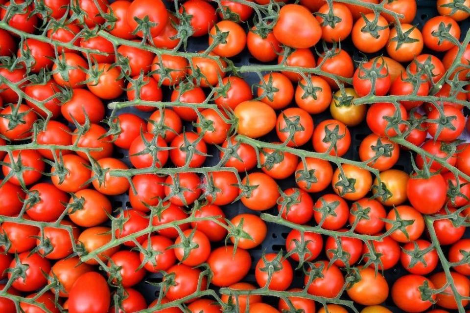 Tomatoes