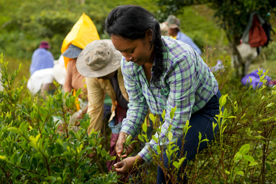 Lizette Torrez, president of the Departmental Association of Coca Producers of La Paz, harvests coca leaves in Los Yungas, on the outskirts of Trinidad Pampa, a coca-producing area of Bolivia, Saturday, April 13, 2024. Coca-growers in Bolivia are largely subsistence farmers farmers who say they have few viable crop options. (AP Photo/Juan Karita)