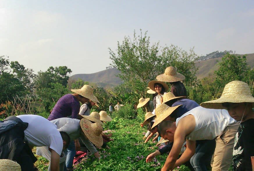 菜園農業先鋒田 The Pioneer Farm@facebook