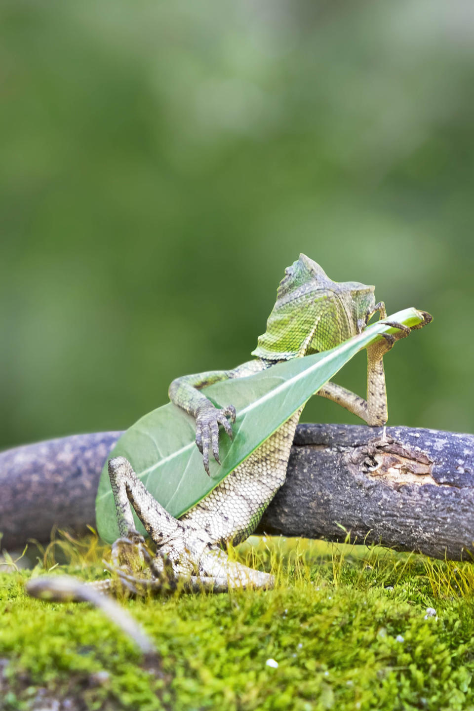 Kleiner Gitarren-Held