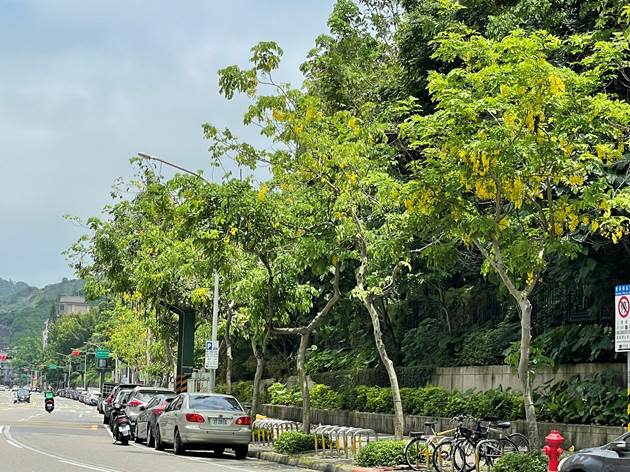 台北街頭的人行道上每到夏天都綻放著一串串金黃色的阿勃勒花，在南風輕撫時，阿勃勒的金黃色花瓣隨風飄落，如同下起一場黃金雨，讓人深深著迷。   圖：台北市政府工務局公園路燈工程管理處／提供