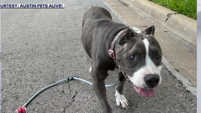 Terminally-ill dogs find love through hospice foster program