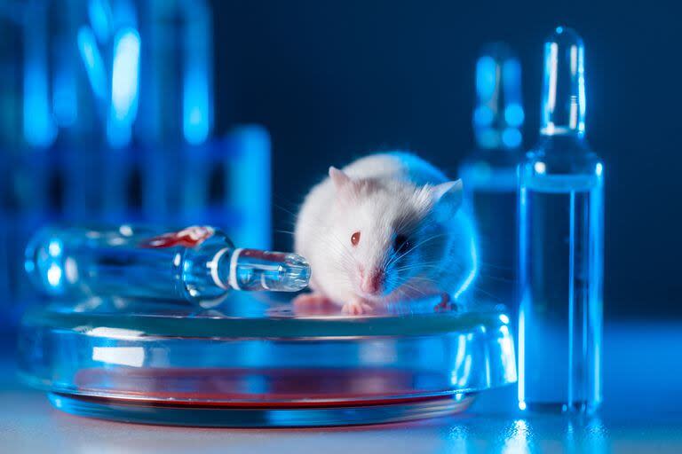 El consorcio estadounidense describió 34 clases y más de 5300 tipos de células en el cerebro del ratón