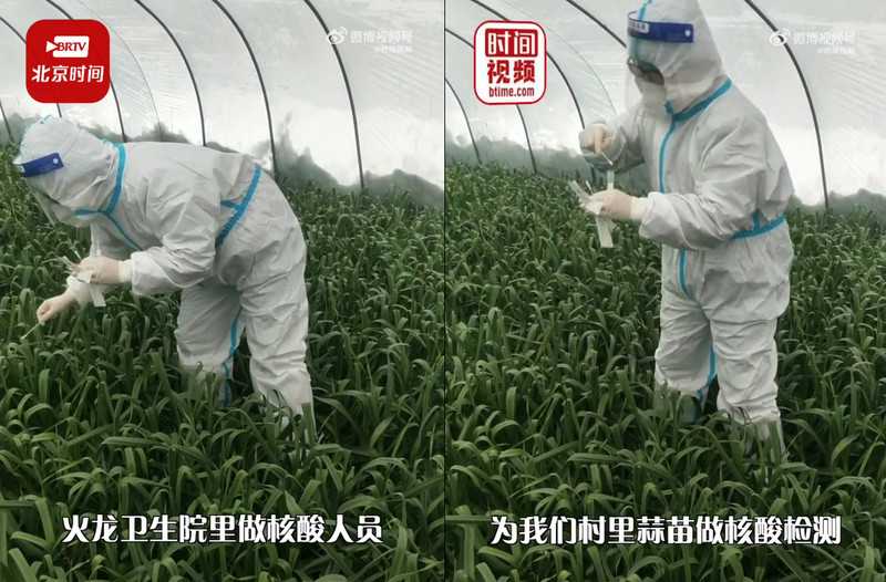 河南省有防疫人員到田裡幫蒜苗採集核酸進行檢測。（翻攝自微博＠時間視頻）