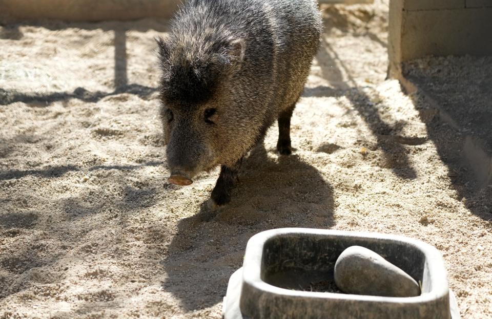 Southwest Wildlife Conservation Center rescues and rehabilitates javelinas that have been injured, displaced or orphaned.