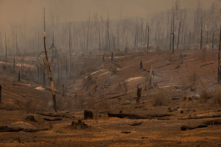A forest is left decimated by the Oak Fire