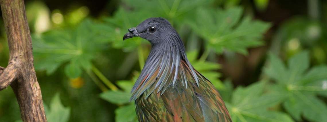 Birds such as the Nicobar Pigeon in the aviary habitat of the North Carolina Zoo have been tested for symptoms of avian flu after reports in the state.