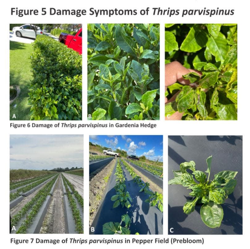 Evidence of damage from the invasive thrips parvispinus insect on different plants.