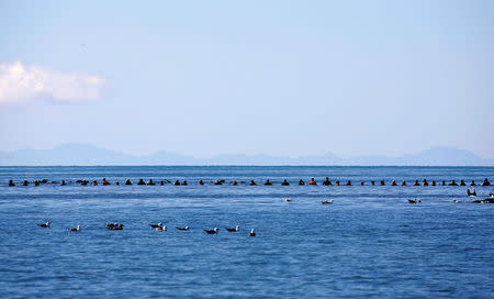 A row of volunteers try to guide some of the stranded pilot whales still alive back out to sea after one of the country's largest recorded mass whale strandings, in Golden Bay, at the top of New Zealand's South Island, February 11, 2017. REUTERS/Anthony Phelps