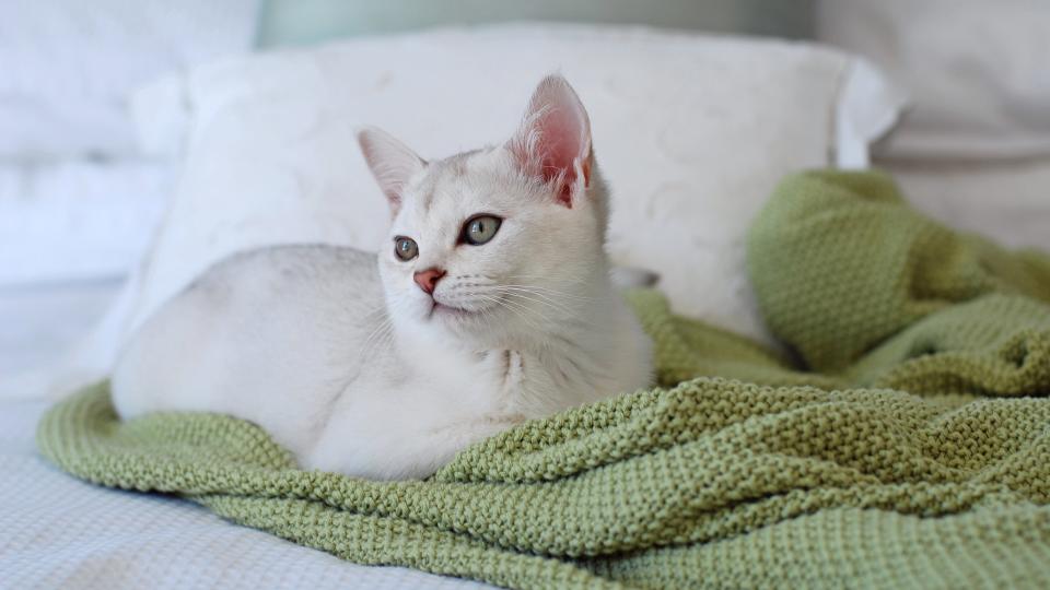 Burmilla lying on bed