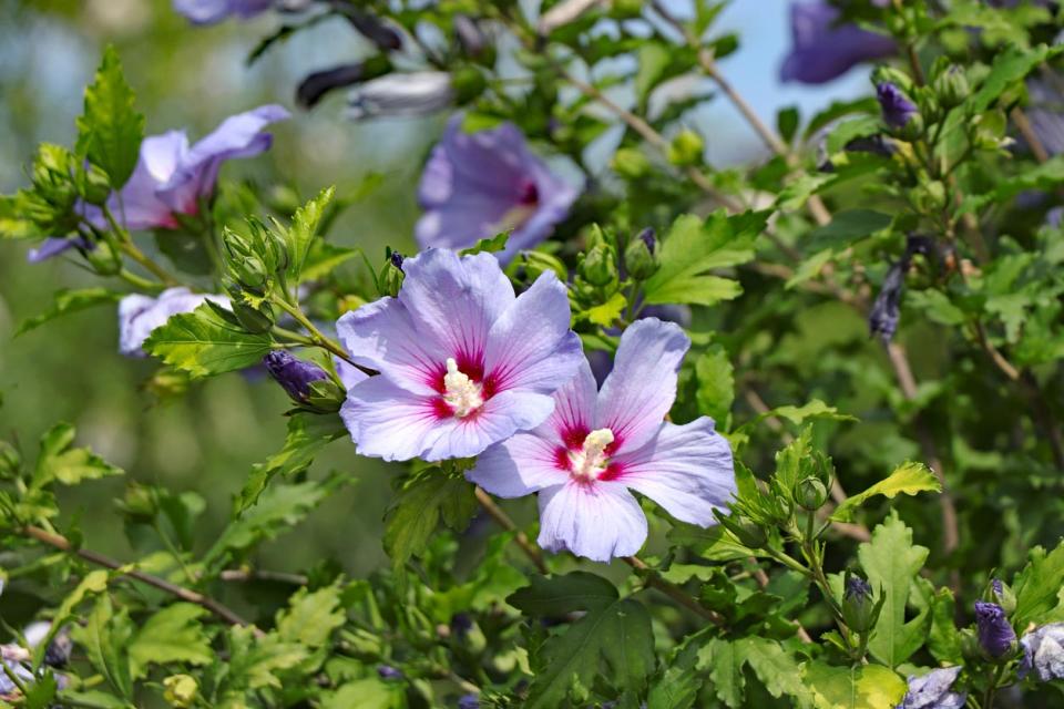 A close up of violet flowers.