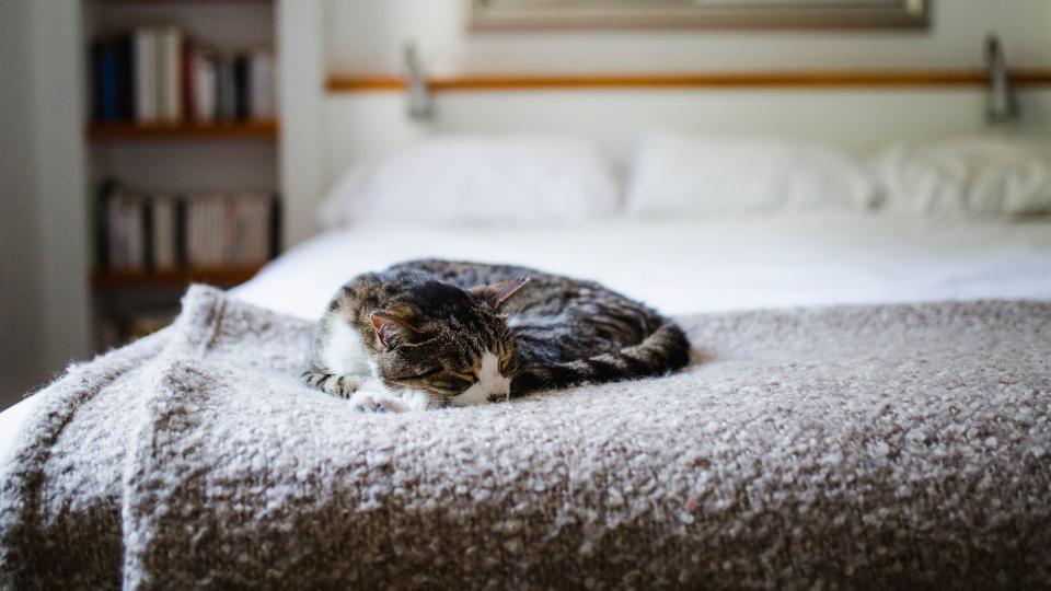 Cat asleep on a bed to support advice on why you should never let your pets in your bed in september