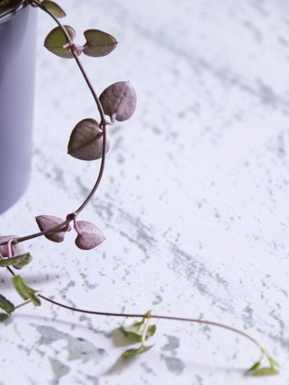 string of hearts, ceropegia woodii plant