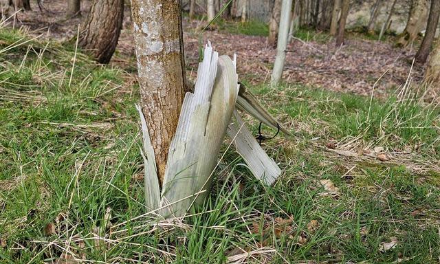 <span>The twisted, distorted tube of a tree guard, redundant now.</span><span>Photograph: Susie White</span>