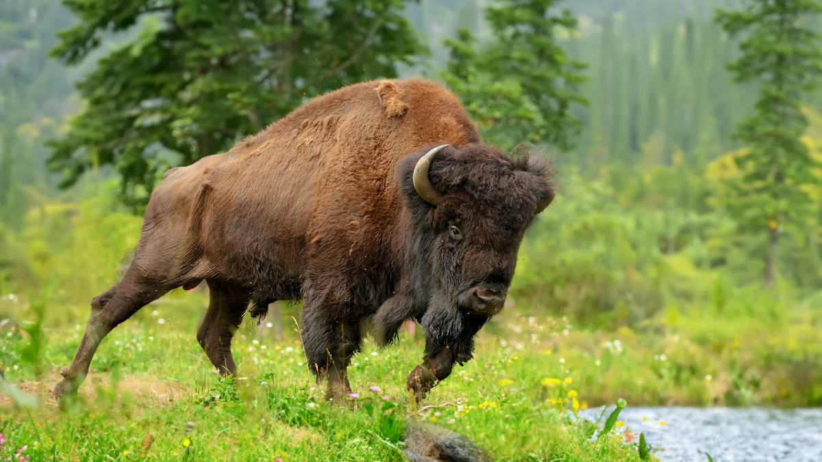 Hormone-addled bison vents its anger on car at Yellowstone National Park