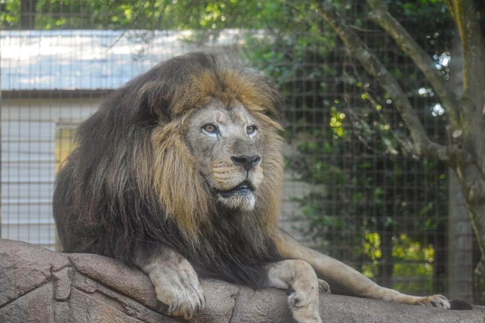 The Greenville Zoo mourns Saied, a beloved African Lion. On Tuesday, March 26, the lion was humanely euthanized at age 15 due to the rapid and irreversible worsening of his degenerative joint and spinal neurological issues.