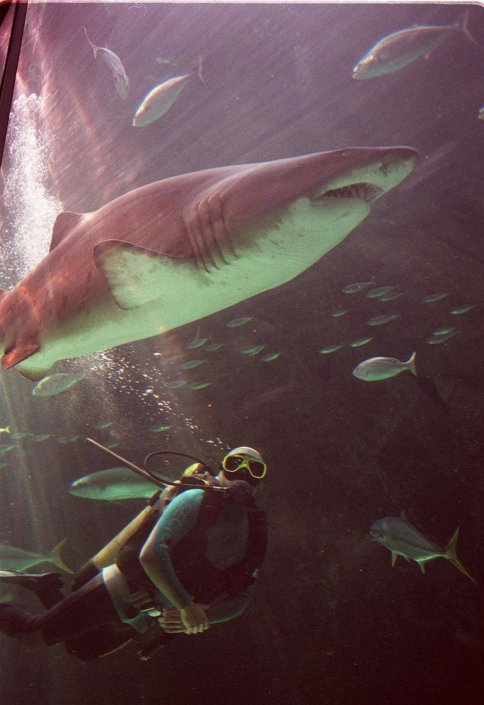 Despite their terrifying name, these sharks are fairly sociable creatures and tolerant of humans (AFP/Getty Images)