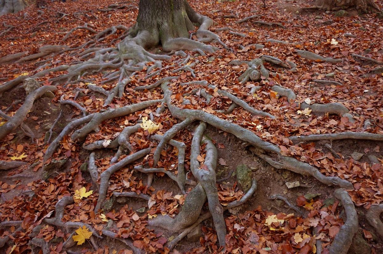 Roots visible from above.