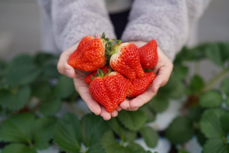個頭碩大且甜美的高級草莓「彌生姬」也開放遊客採摘。