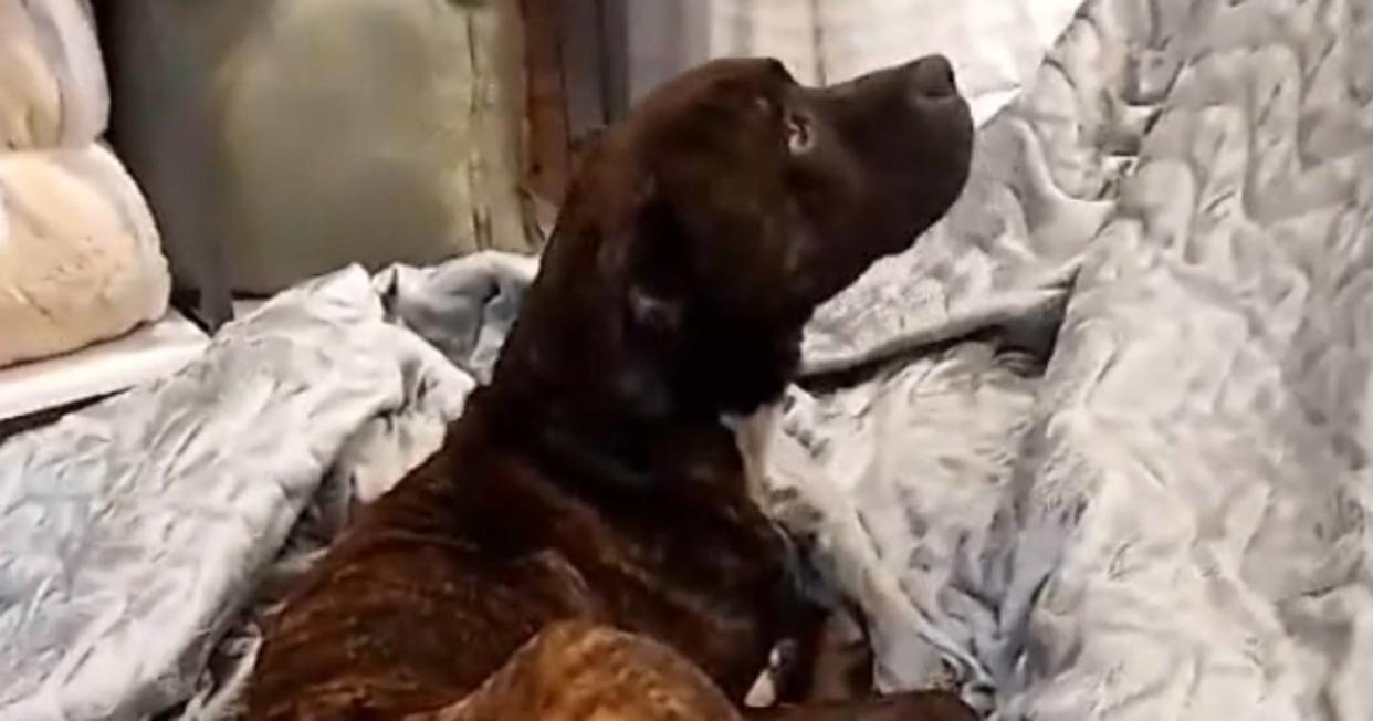 Un perro de la calle se metió a un comercio, se acostó en la cama y su vida cambió. Foto. Captura de video TikTok vía @gigimoralesc