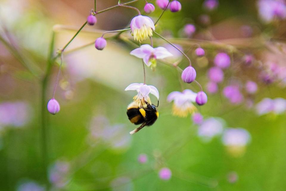 Bumblebees are the one of the most important pollinators.