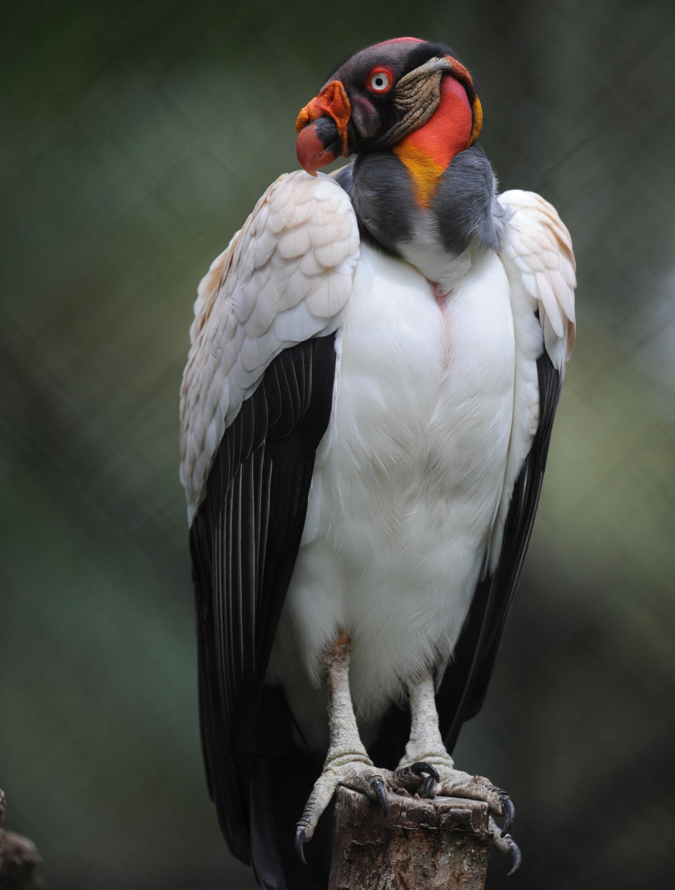 A king vulture (Sarcoramphus papa) perches on a trunk at the Zoo Summit outside Panama City on June 17, 2013.