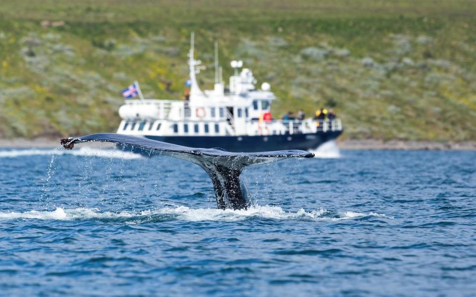 iceland whale watching - iStock