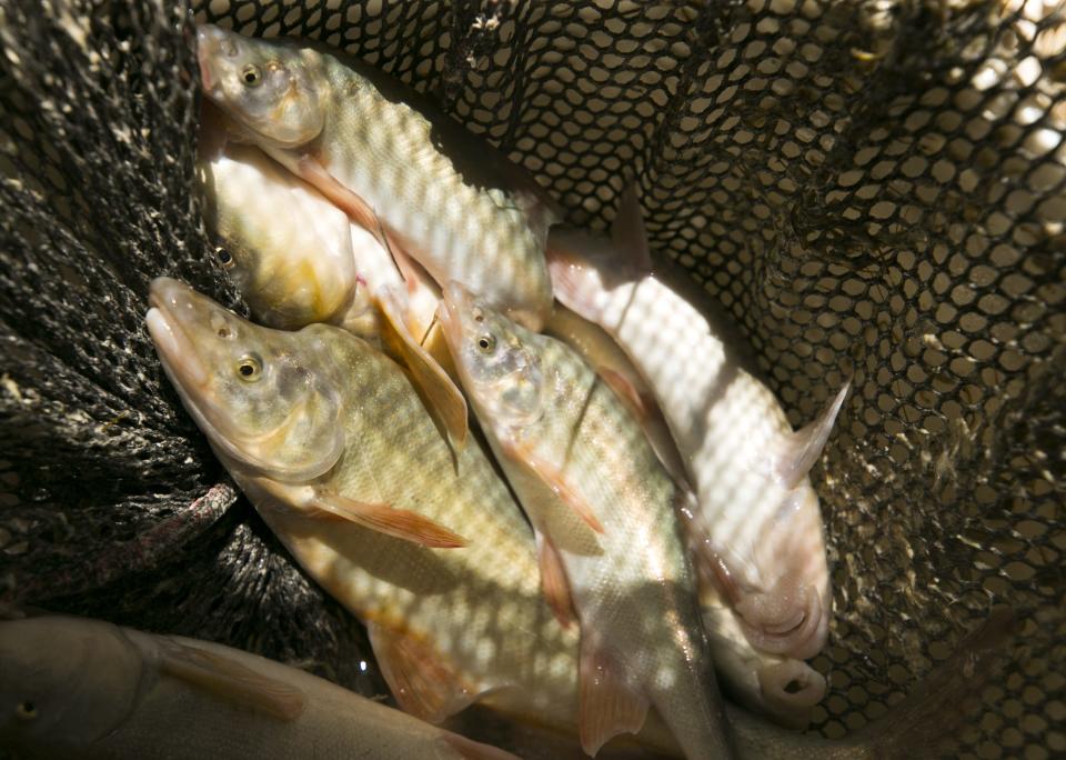 Humpback chub and other native Colorado River fish are seen in a  net at the Little Colorado River near the confluence of the Colorado River in Grand Canyon National Park. Scientists and park managers are trying to preserve native fish species in the Canyon.
