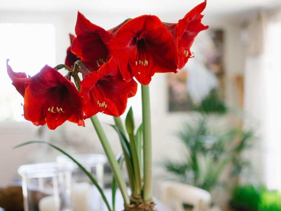 red amaryllis flowers