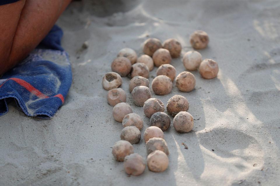 A pile of unhatched sea turtle eggs are removed from a nest to be counted.