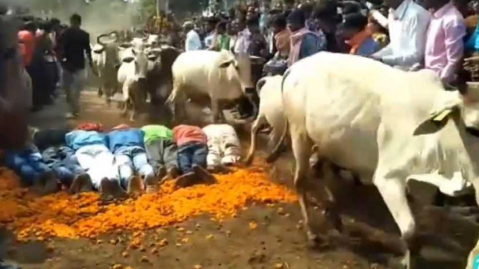 眾人趴地被牛踩，只為祈求好運。（圖／翻攝自微博）