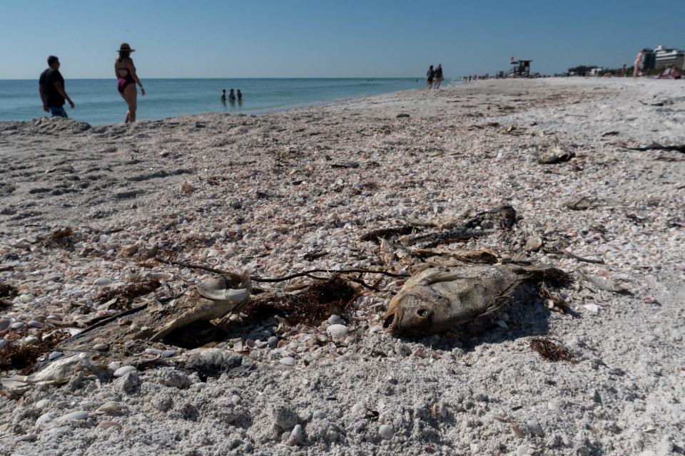Dead fish killed by a toxic algae bloom 