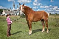 The tallest living horse is Big Jake, a nine-year-old Belgian Gelding horse, who measured 20 hands 2.75 in (210.19 cm, 82.75 in), without shoes, at Smokey Hollow Farms in Poynette, Wisconsin, USA (Picture: Kevin Scott Ramos/Guinness World Record