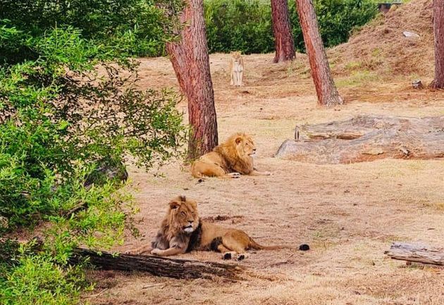 Les lions du zoo du Bassin d'Arcachon photographié en juin
