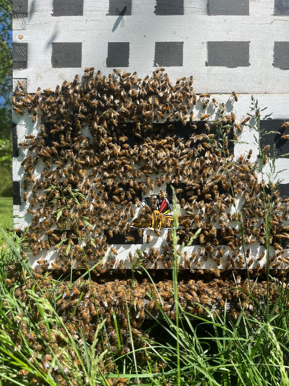 Bees that visited the Indianapolis Motor Speedway during the 2023 Indy 500 were transferred to a beekeeper's hive. The queen is still alive, and her hive is thriving. (Ross Harding / Courtesy photo)